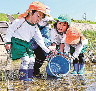 アユの稚魚を放流する園児たち＝益田市横田町、匹見川
