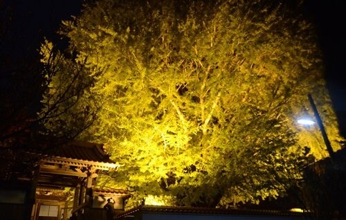浄善寺の大イチョウ＝大田市三瓶町池田
