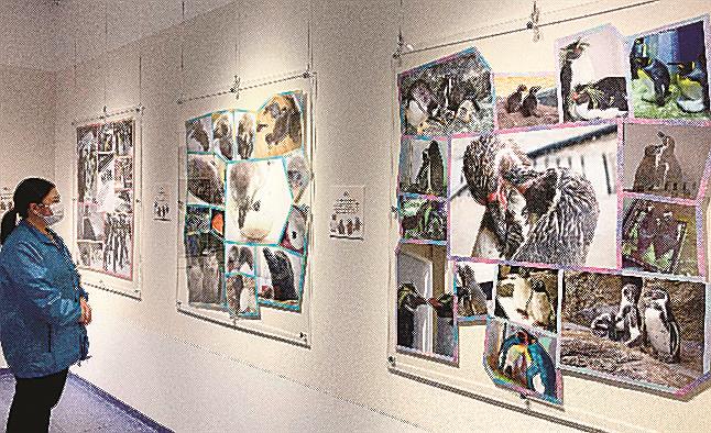 スタッフよりすぐりの写真が並ぶ会場＝浜田市・江津市、しまね海洋館アクアス