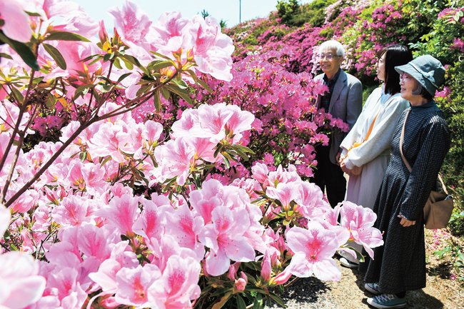 見頃を迎えたツツジを楽しむ人たち＝松江市美保関町美保関、五本松公園