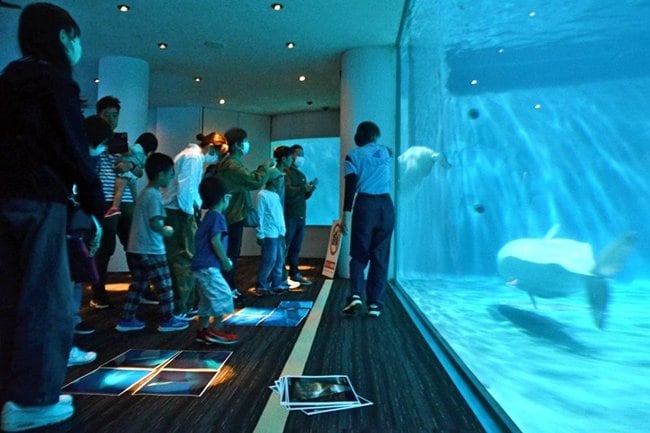 ガイドを聞き、水槽内を泳ぐシロイルカを眺める来館者＝浜田市・江津市、しまね海洋館アクアス