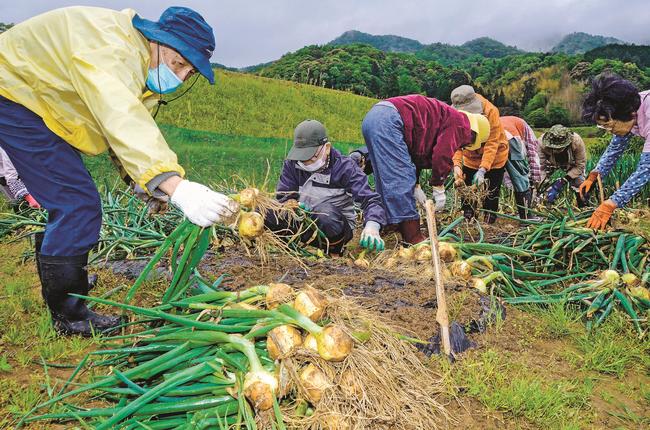 タマネギを収穫する、てんてんのメンバー＝浜田市田橋町
