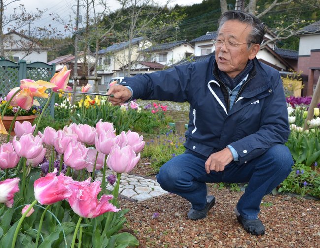 自慢のチューリップを紹介する島田一嗣さん＝安来市荒島町