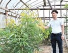 
          
生育具合を確認する岡本進太郎さん＝江津市二宮町
        