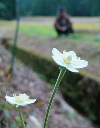 小さな白い花を咲かせたウメバチソウ=島根県川本町北佐木