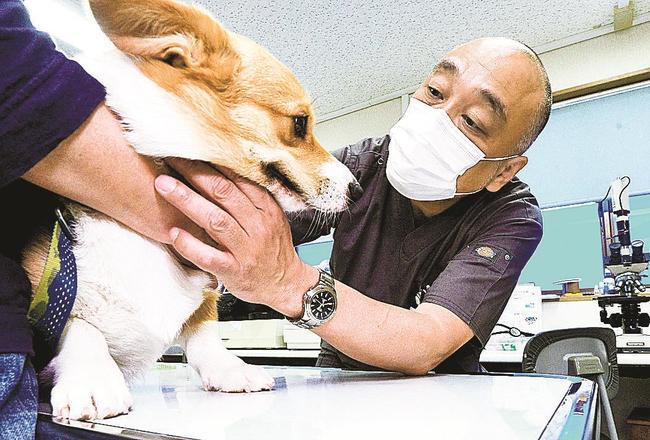 ペットの犬を診る吉村清司獣医師＝島根県隠岐の島町西町、隠岐の島動物病院
