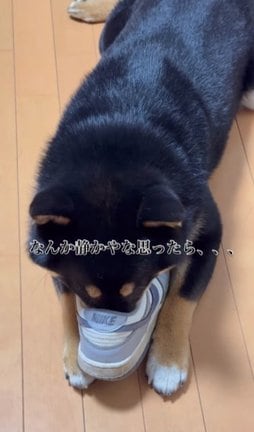 仕事から帰宅した飼い主の靴に鼻先を入れ込むいちくん/旅柴 いちさん(@1chigram_)提供