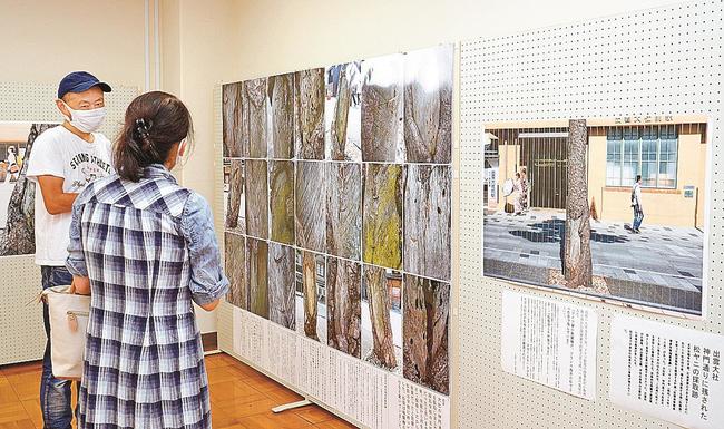 松の幹につけられた松ヤニ採取痕の写真を説明する高嶋敏展さん(右)=出雲市佐田町反辺、スサノオホール