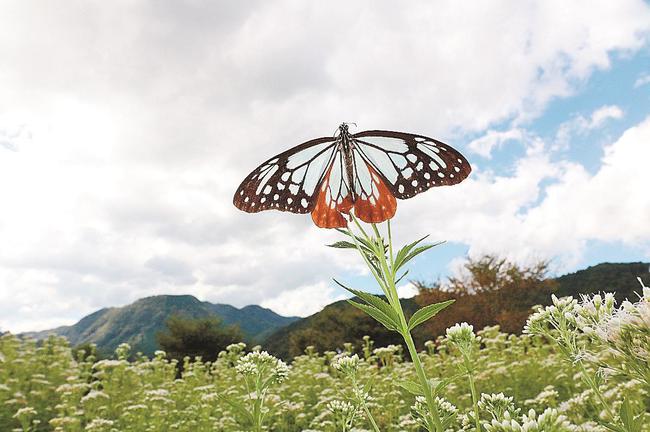 フジバカマの花畑に飛来したアサギマダラ＝島根県津和野町中座