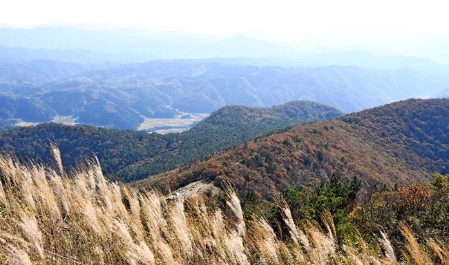 紅葉とススキのコラボレーションも楽しめる＝大田市三瓶町、女三瓶山の山頂から撮影
