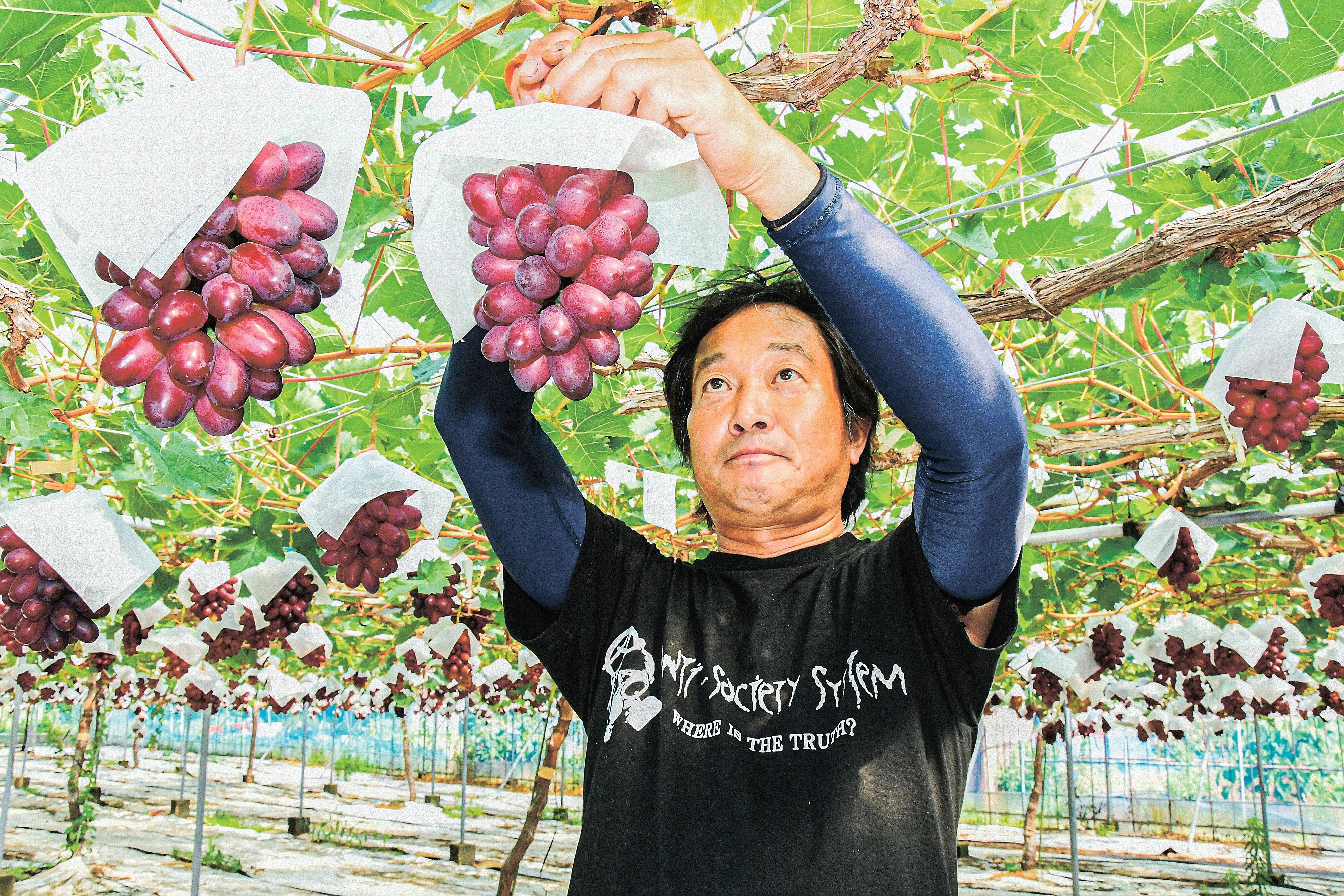 ブドウ「神紅」、色づき良く 出雲で収穫始まる | 山陰中央新報デジタル