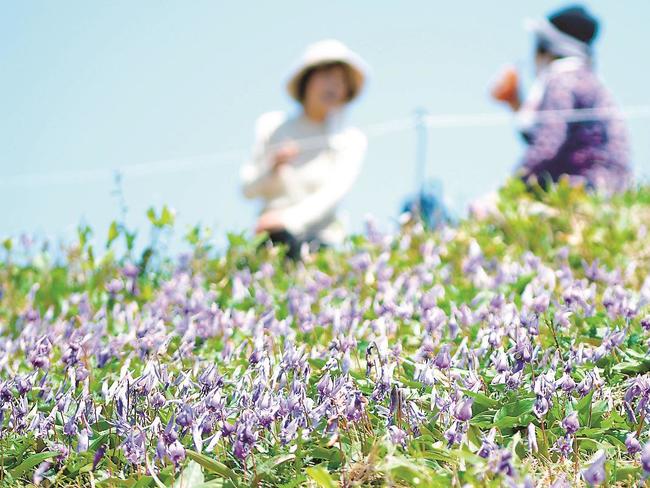 カタクリを前に談笑する登山者＝島根県奥出雲町、船通山