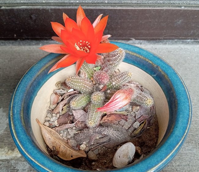 赤い花を咲かせた、わが家のサボテン