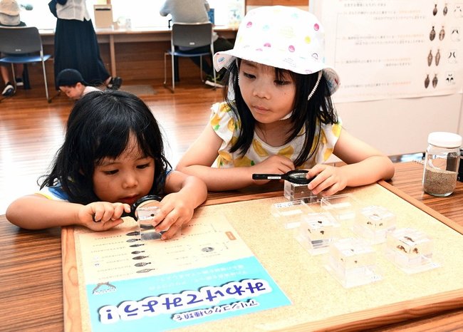 アリジゴクの標本を観察する来場者＝出雲市園町、宍道湖グリーンパーク