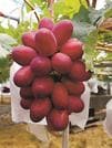 大粒で鮮やかな紅色が特徴の島根県オリジナルブドウ「神紅」（ポーラ提供）