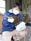 台湾に輸出されるボタン苗の検疫にあたる植物防疫官の坂本嗣樹さん＝松江市八束町波入、ＪＡしまねくにびき八束特産事業所