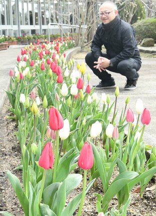 色づき始めたチューリップを紹介する岸真園長＝出雲市西新町２丁目、しまね花の郷