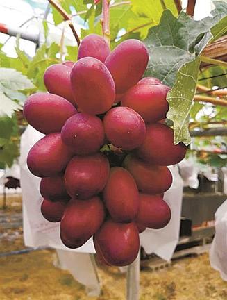 大粒で鮮やかな紅色が特徴の島根県オリジナルブドウ「神紅」（ポーラ提供）