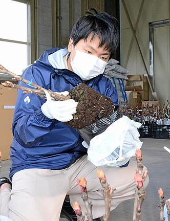 台湾に輸出されるボタン苗の検疫にあたる植物防疫官の坂本嗣樹さん＝松江市八束町波入、ＪＡしまねくにびき八束特産事業所