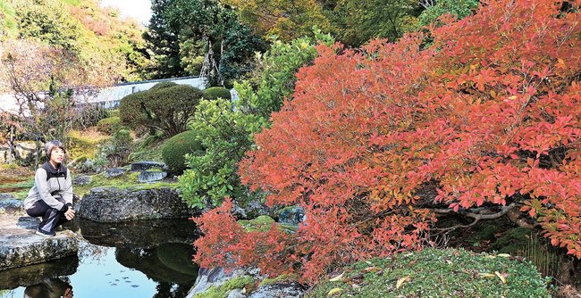 赤く染まったドウダンツツジを見る関係者＝雲南市木次町平田、石照庭園