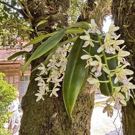 満開になったナゴランの花＝島根県隠岐の島町小路