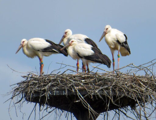 雲南市立西小学校で育つコウノトリ=同市大東町仁和寺