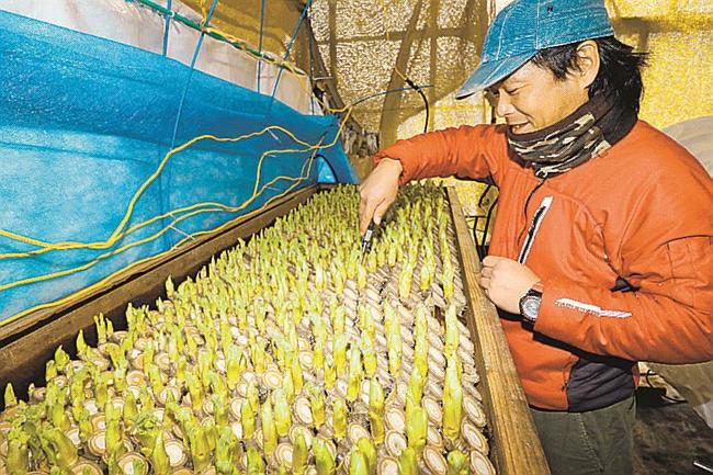 タラの芽を収穫する登米宏臣さん=島根県津和野町青原