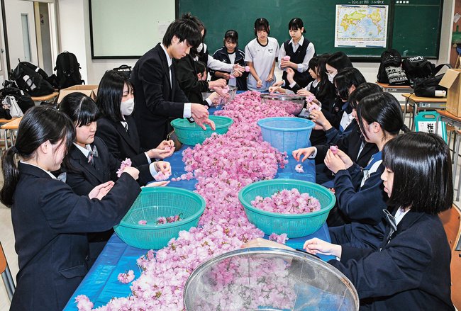 雲南圏域の桜の花を仕分けする部員たち＝雲南市三刀屋町三刀屋、三刀屋高校