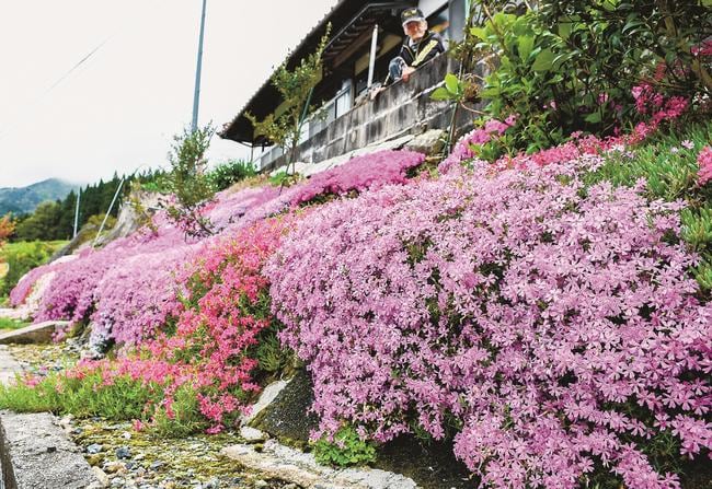 田中治夫さん（上）が育て、見頃を迎えた芝桜＝島根県邑南町市木