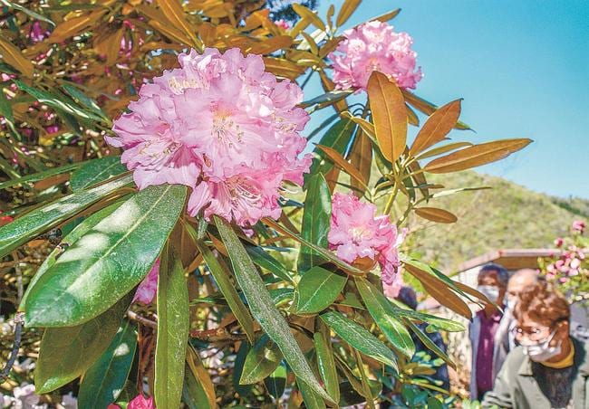 ピンク色の花を咲かせたシャクナゲ＝島根県邑南町日貫、願入寺