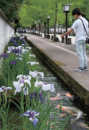 見頃を迎えたハナショウブを楽しみ、コイに餌を与える観光客＝島根県津和野町後田、殿町通り