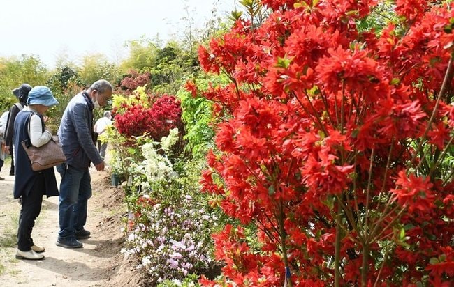 色鮮やかな樹木が植わる会場を散策する来場者＝松江市東忌部町、松江森林組合花木園