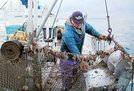 
          
ホタテガイ漁の様子。ＭＳＣの認証を受けた北海道漁業協同組合連合会（道漁連）が行っています（道漁連提供）
        