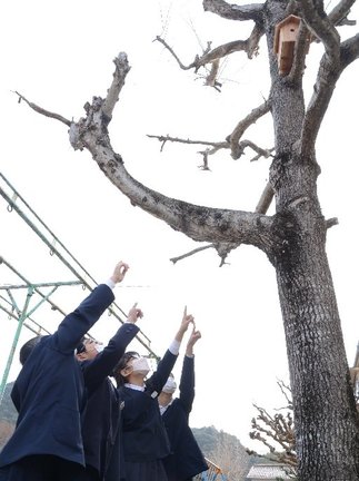 地元住民が設置した巣箱を見る美川小の児童たち＝浜田市内田町、美川小学校