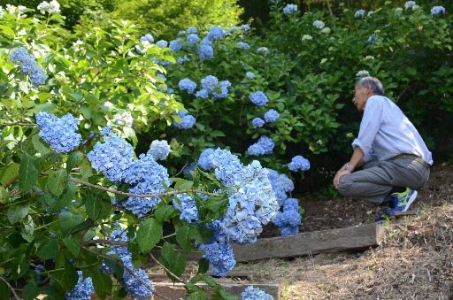 開花したアジサイを見詰める担当者＝雲南市大東町上佐世、心の駅陽だまりの丘
