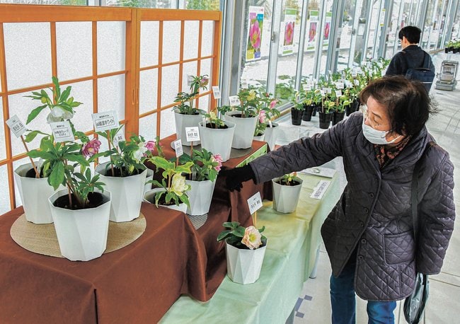かれんな花に見入る来場者=出雲市西新町2丁目、しまね花の郷