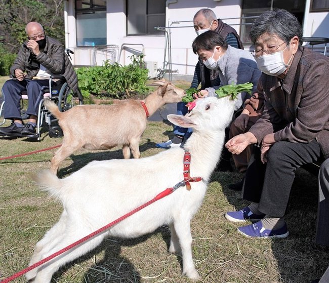 ヤギと触れ合う施設の利用者たち＝島根県美郷町潮村、町デイサービスセンターつくし苑