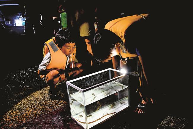 夜の海で捕まえた生物を観察する参加者＝島根県隠岐の島町都万、都万漁港