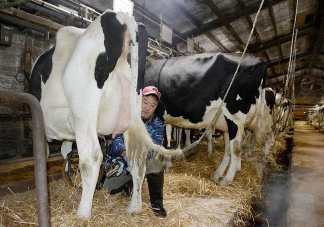 搾乳する酪農家=2021年12月、北海道鶴居村