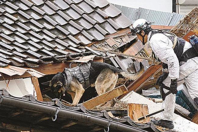 能登半島地震で被災した石川県輪島市で、犬を使って捜索する愛知県警の救助隊員＝１月