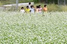見ごろを迎えた三瓶そばの花を眺める園児たち＝大田市三瓶町