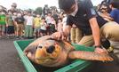 放流前のセレモニーで元気な姿を見せる片脚アカウミガメのリブ＝島根県隠岐の島町津戸、津戸漁港