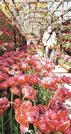 チューリップで彩られたトンネルを抜ける来場者＝松江市八束町波入、由志園