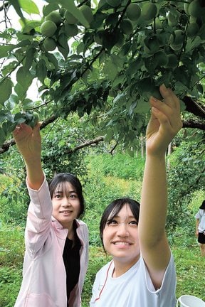 たわわに実った梅を収穫する大東高校の生徒＝雲南市三刀屋町多久和峠