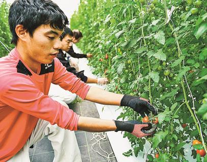 甘いトマト自販機で 生産する障害者の励みに 江津 | 山陰中央新報デジタル