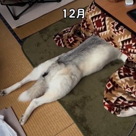 コタツの中で寛ぐアシリちゃん／深山さん（@miya.manet）提供