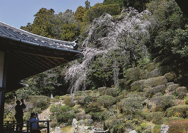 見ごろを迎えた医光寺のしだれ桜＝益田市染羽町