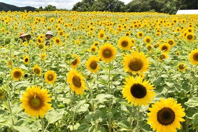 野山嶽の畑一帯に咲き誇るヒマワリ=浜田市三隅町井野
