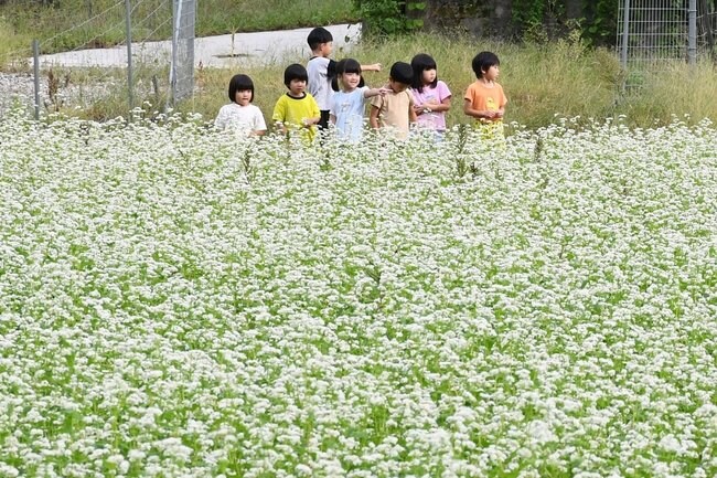 見ごろを迎えた三瓶そばの花を眺める園児たち＝大田市三瓶町