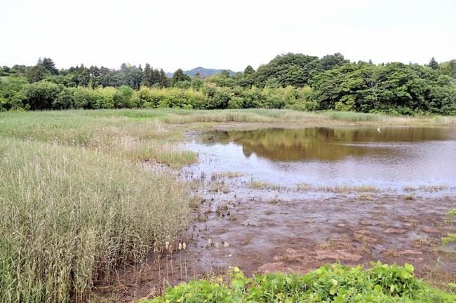 メガソーラーの建設予定地となっている松江カントリー跡地＝松江市浜佐田町